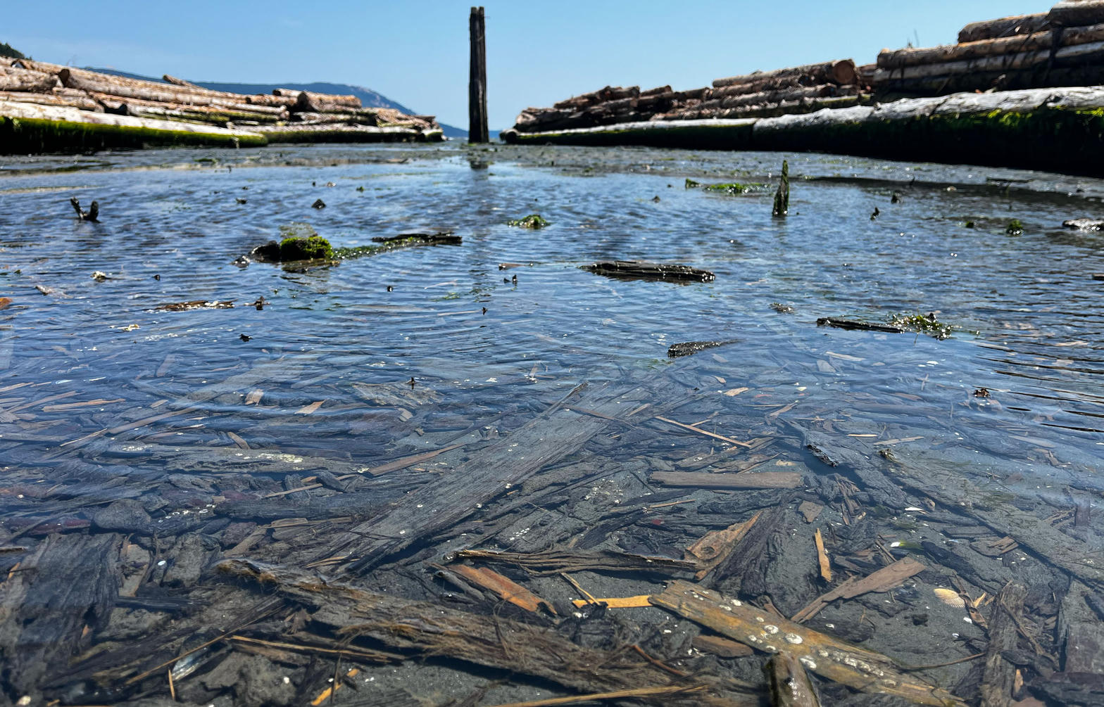 Recovered logs floating in shallow coastal water